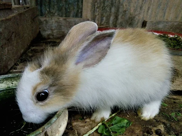 ファーム プレーの赤ちゃんウサギ — ストック写真