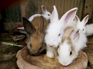 Bebeği tavşan gruptaki, Tayland: Phrae.