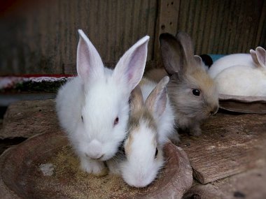Bebeği tavşan gruptaki, Tayland: Phrae.