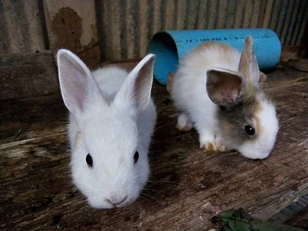 Conejos Bebé Granja Tailandia Phrae — Foto de Stock