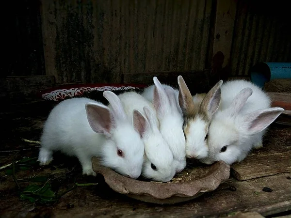 Kaninchenbabys Auf Dem Bauernhof Thailand — Stockfoto