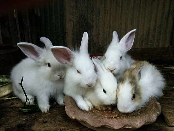 Kaninchenbabys Auf Dem Bauernhof Thailand — Stockfoto