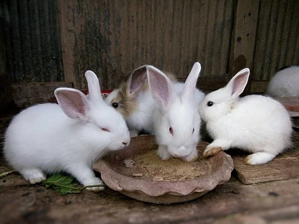 Baby Rabbits in farm, Thailand Phrae.