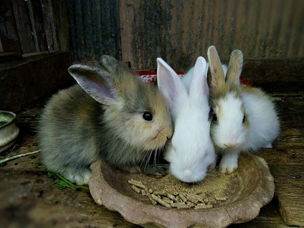 Маленькие Кролики Ферме Таиланде — стоковое фото