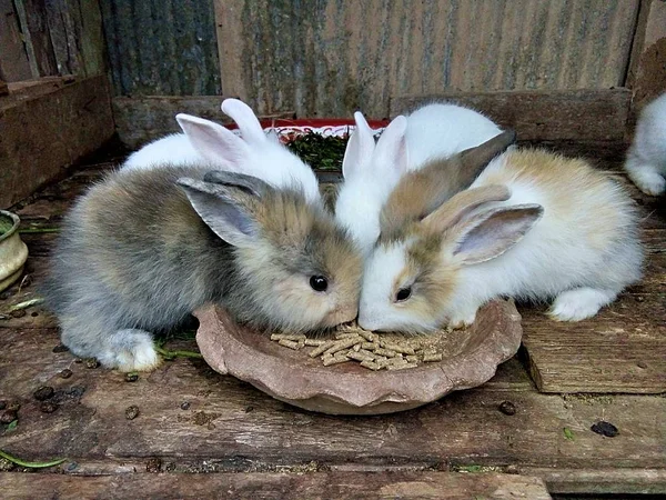 Kaninchenbabys Auf Dem Bauernhof Thailand — Stockfoto