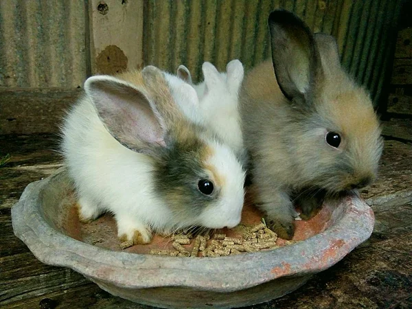 Kaninchenbabys Auf Dem Bauernhof Thailand — Stockfoto