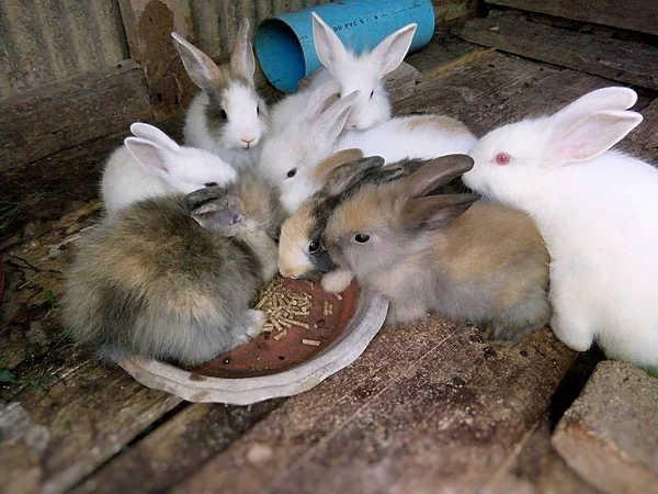 Kaninchenbabys Auf Dem Bauernhof Thailand — Stockfoto