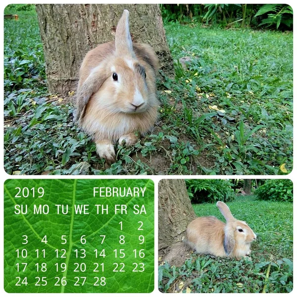 February 2019 Calendar Pet Thailand — Stock Photo, Image