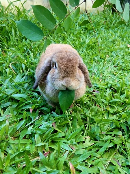 Brown Rabbit Eating Leaf Garden Thailand Chiangmai — Stock Photo, Image