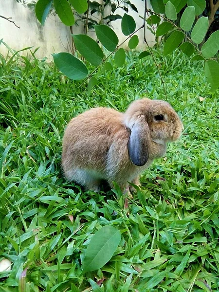 庭の家 チェンマイで茶色ウサギ — ストック写真