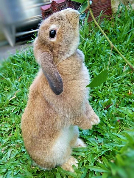 Coelho Está Comendo Folha Jardim Tailândia Chiangmai — Fotografia de Stock