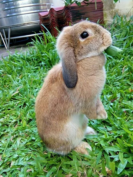 Rabbit Eating Leaf Garden Thailand Chiangmai — Stock Photo, Image