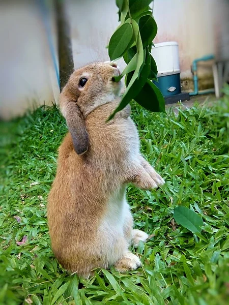 Rabbit Eating Leaves Garden Thailand Chiangmai — Stock Photo, Image