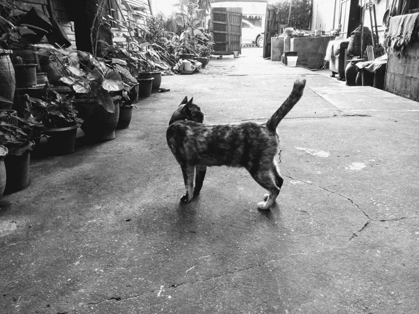 Kočka Stojí Cestě Domů Thajsko Phrae — Stock fotografie
