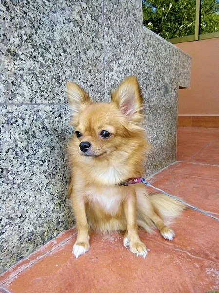 Cachorrinho Está Esperando Por Seu Chefe Tailândia Phrae — Fotografia de Stock