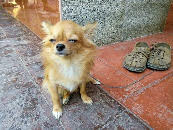 Маленькая Собака Ждет Своего Босса Таиланд Фрэй — стоковое фото