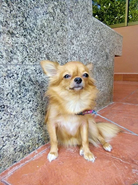 Little Dog Waiting Its Boss Thailand Phrae — Stock Photo, Image