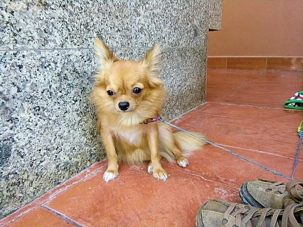 Perrito Está Esperando Jefe Tailandia Phrae —  Fotos de Stock