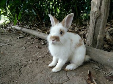 White Rabbit in garden, Thailand Phrae. clipart