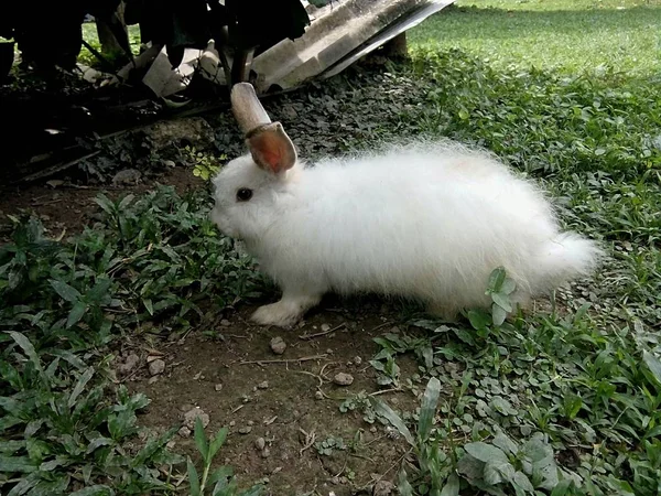 Weiße Kaninchen Garten Thailändische Phrase — Stockfoto