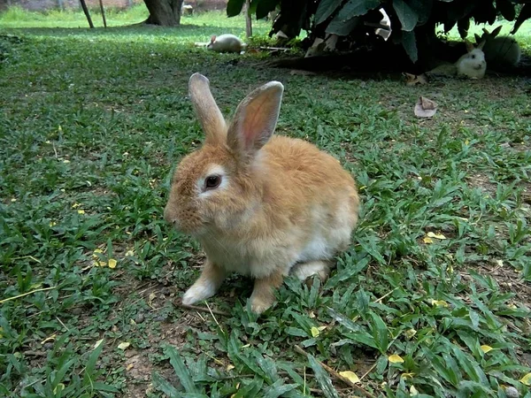 Coniglio Marrone Giardino Thailandia Phrae — Foto Stock