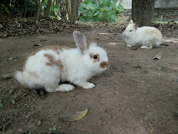 庭の家 プレーでの白ウサギ — ストック写真