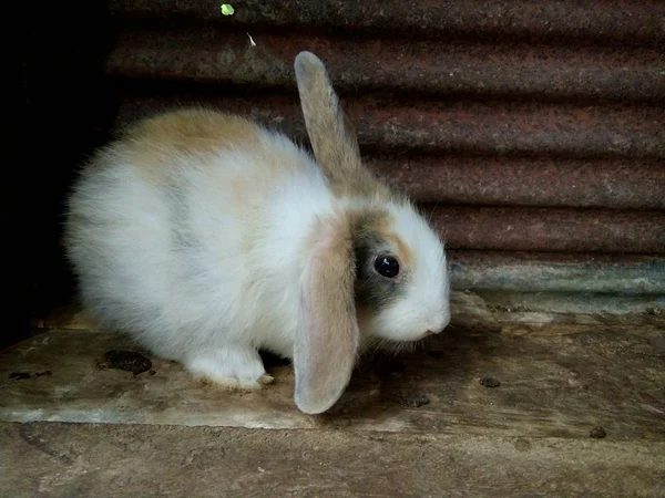 ファーム プレーの赤ちゃんウサギ — ストック写真