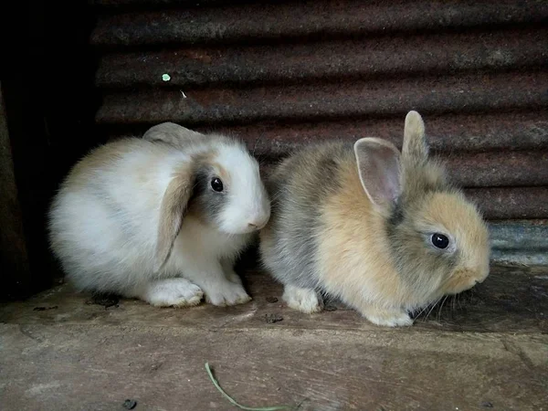 Two Baby Rabbits in farm, Thailand Phrae.