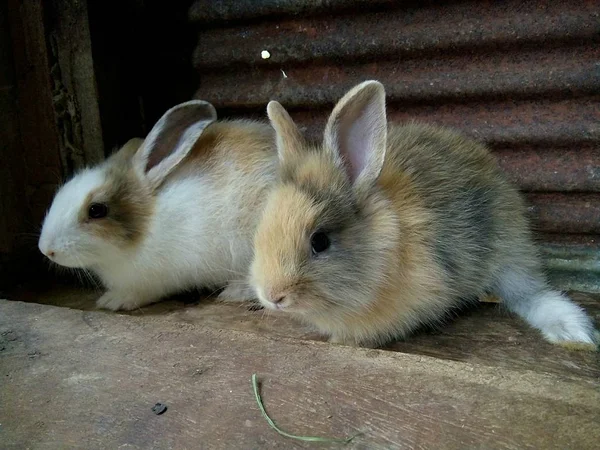 Dos Conejos Bebé Granja Tailandia Phrae —  Fotos de Stock