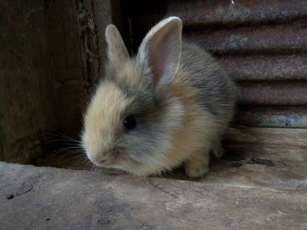 Conejo Bebé Marrón Granja Tailandia Phrae —  Fotos de Stock