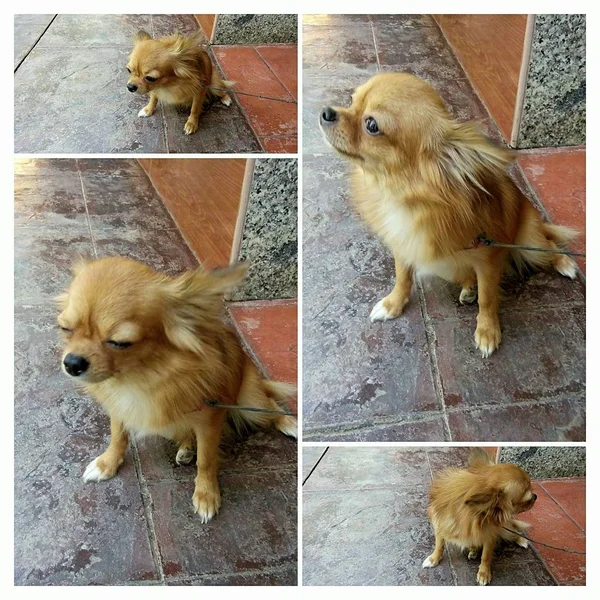 Маленькі Коричневі Собаку Вдома Таїланд — стокове фото
