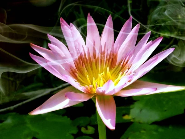 Lotus Flower Loy Kratong Festival Thailand — Stock Photo, Image