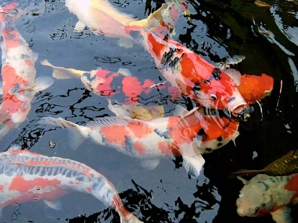 Peces Carpa Lujo Están Nadando Estanque Tailandia Phrae —  Fotos de Stock