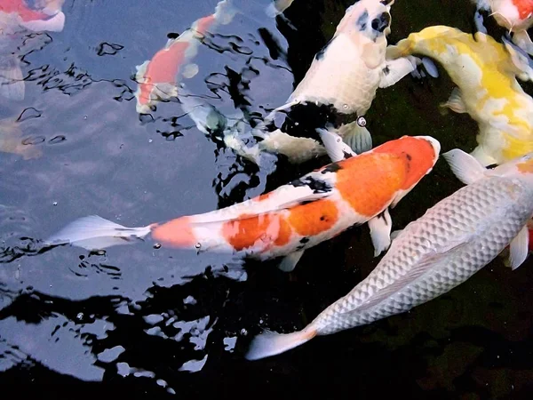 Peixes Carpa Extravagantes Estão Nadando Lagoa Tailândia Phrae — Fotografia de Stock