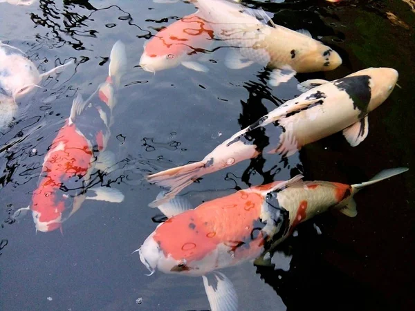 派手な鯉魚は池で泳いでいるタイ プレー — ストック写真