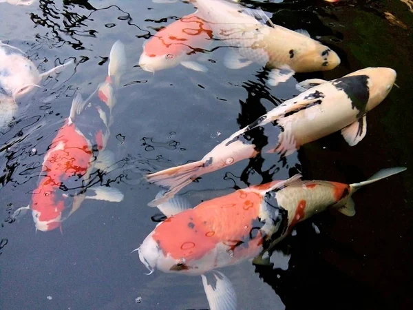 Ikan Mas Mewah Berenang Kolam Thailand Phrae — Stok Foto