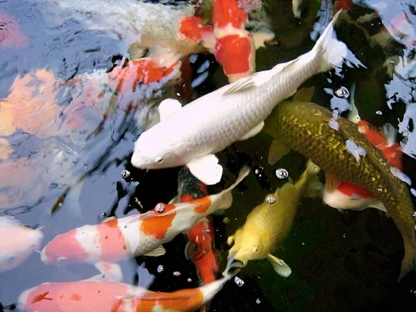 派手な鯉魚は池で泳いでいるタイ プレー — ストック写真