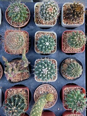 Kaktüs Tayland: Phrae Kad Kongkao pazarında.