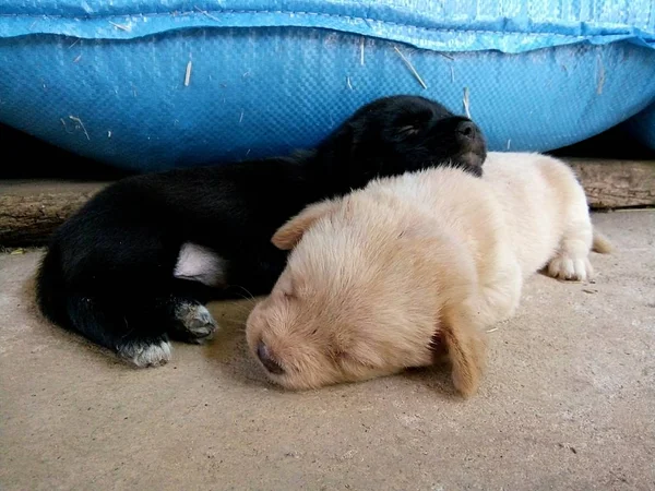 Negro Biege Cachorros Están Durmiendo Cerca Los Sacos Arroz Granero —  Fotos de Stock