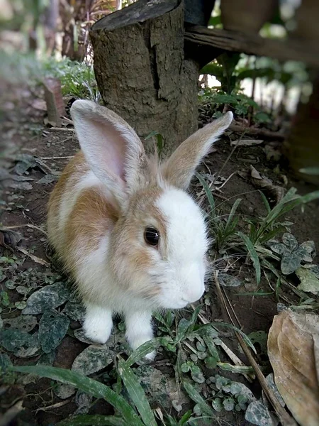 庭のタイ プレーでウサギ — ストック写真