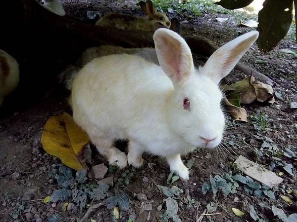 Rabbit Garden Thailand Phrae — Stock Photo, Image