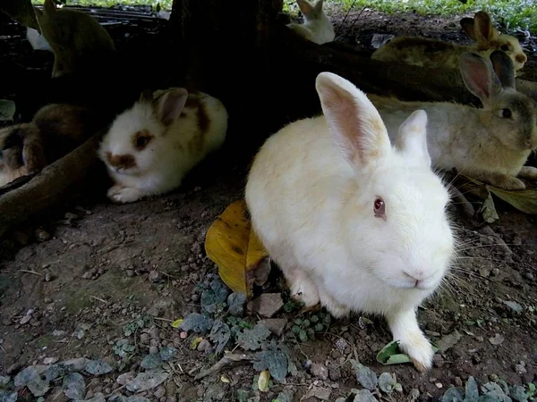 Králíci Jsou Odpočívá Pod Stromem Thajsko Phrae — Stock fotografie