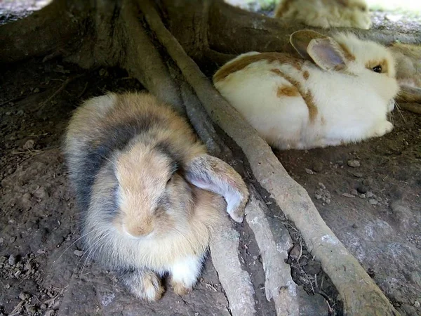 Króliki Odpoczynku Pod Drzewo Tajlandii Phrae — Zdjęcie stockowe