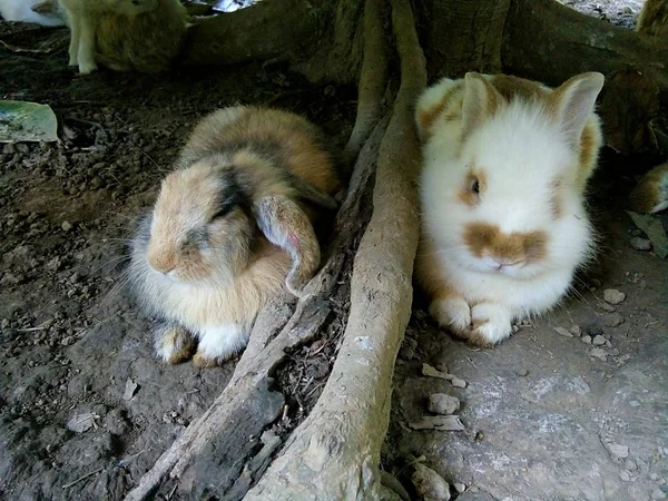 Кролики Отдыхают Деревом Таиланд Фрэй — стоковое фото