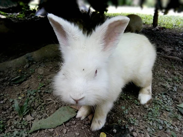 Bahçe Tayland Phrae Beyaz Bir Tavşan — Stok fotoğraf