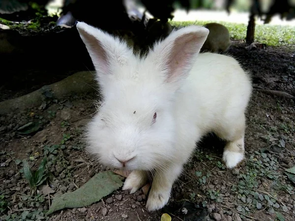 Lapin Blanc Dans Jardin Thaïlande Phrae — Photo