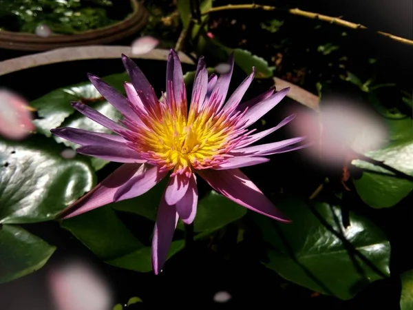 タイのプレーの池の蓮の花 — ストック写真