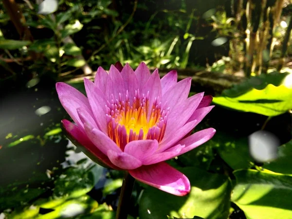 Kwiat Lotosu Stawie Tajlandia Phrae — Zdjęcie stockowe