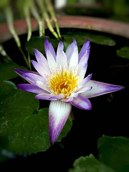 Kwiat Lotosu Stawie Tajlandia Phrae — Zdjęcie stockowe
