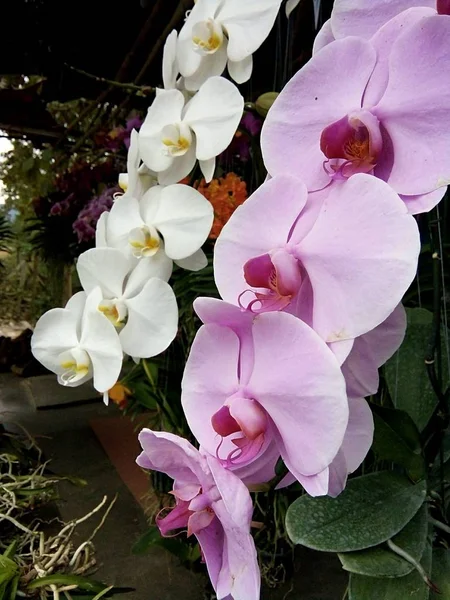 Flores Orquídea Mercado Baanthadoikraew Tailandia Lamphun — Foto de Stock